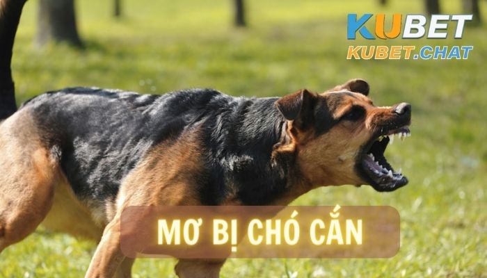 Mơ bị chó cắn là điềm báo gì? 6 cặp số phải đánh khi gặp giấc mơ này