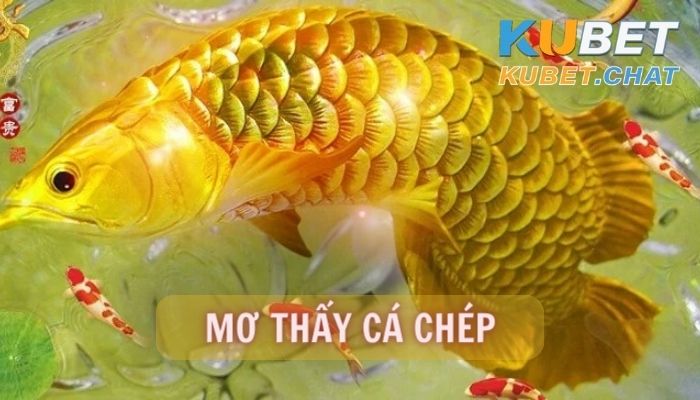 Mơ thấy cá chép điềm báo gì? Đánh con số nào chắc thắng